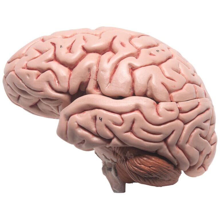 Fabrication d’un minuscule cerveau humain équivalent à la taille d’un fœtus