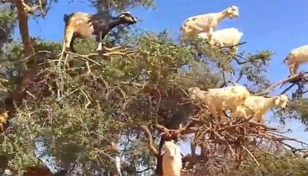 L’arganier, ou le  »pâturage aérien » des chèvres du Haut Atlas