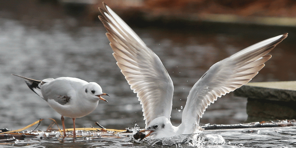 Pollution: Le plastique, un danger mortel pour les oiseaux marins