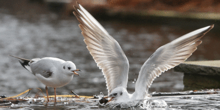 Pollution: Le plastique, un danger mortel pour les oiseaux marins