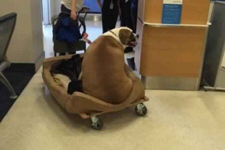 « Hank », le chien obèse qui voyage en première classe