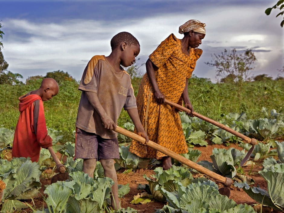 Olusegun Obasanjo salue les efforts du Maroc dans la contribution à la sécurité alimentaire en Afrique