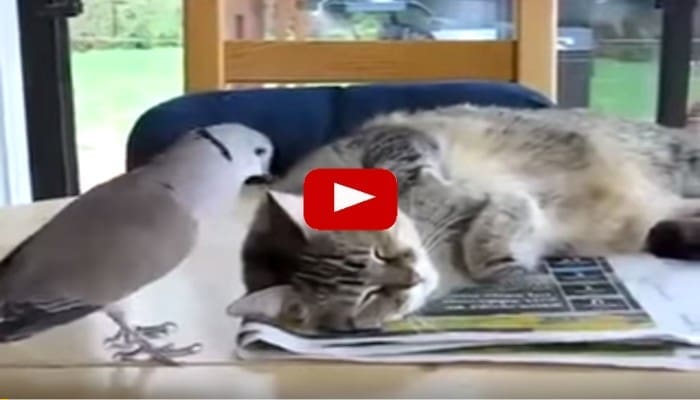 La sieste d’un chat…dérangé par un oiseau chanteur