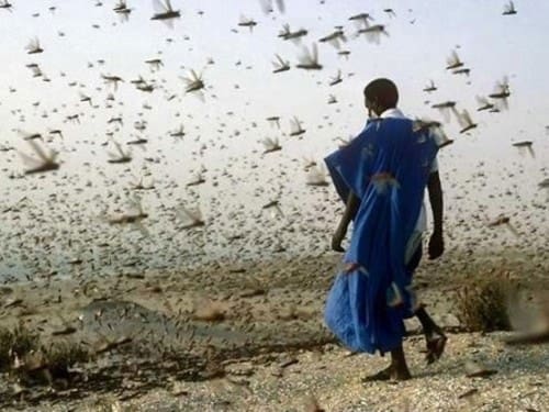 Le Sud du Maroc parmi les régions menacées par une invasion acridienne (FAO) à cause de l’impact d’el Nino