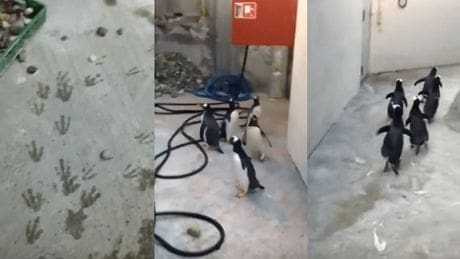 Une évasion de manchots déjouée par des empreintes (Vidéo)