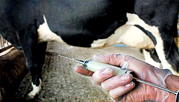 Fièvre aphteuse : Le Maroc corse le contrôle à l’export