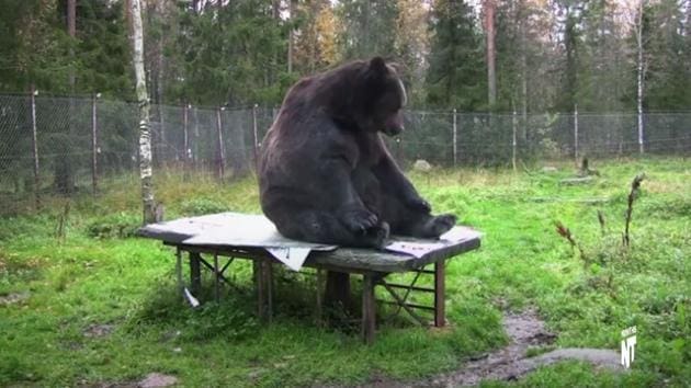L’ours peintre