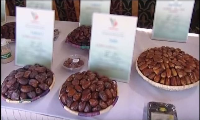 Palmier dattier : le ministère de l’agriculture lance la certification des vitroplants et corse le contrôle