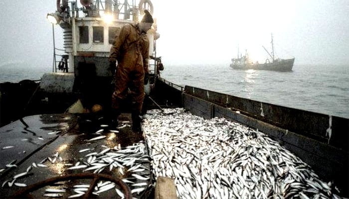 Pêche : Hausse de 4,3% des captures, durant les huit premiers mois 2015