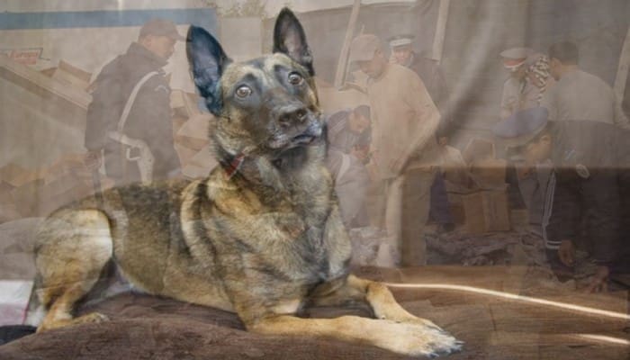 Presse : Brigades de sécurité et chiens policiers après la découverte d’armes à feu à Chemaia