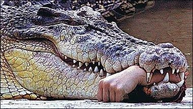 En fuyant la police, il tombe sur un crocodile qui le dévore