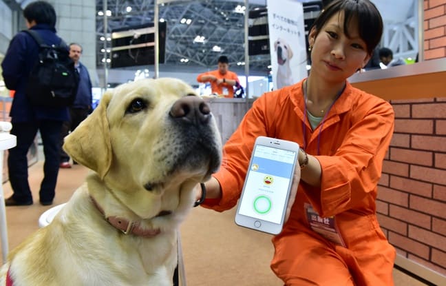 Un collier connecté pour savoir ce que pense votre chien/chat