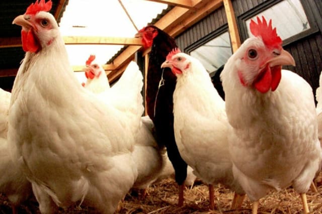 Influenza aviaire : le Maroc décide de suspendre provisoirement toute importation de volailles et des produits dérivés à partir de la France