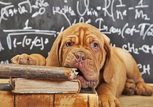 La science est désormais capable de mesurer l’intelligence des chiens