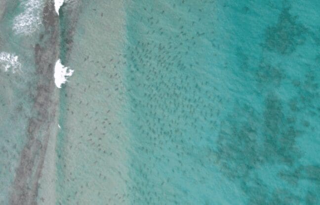 10 000 requins à pointe noire ont été aperçus à 100 mètres de Palm Beach en Floride (vidéo)