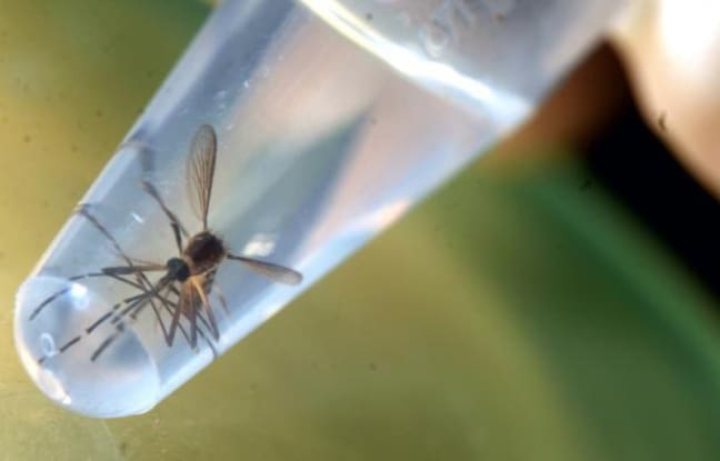 Le virus Zika fait trois morts au Vénézuela