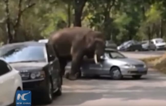 Une éléphante sauvage endommage une quinzaine de voitures sur une route touristique du Yunnan (vidéo)