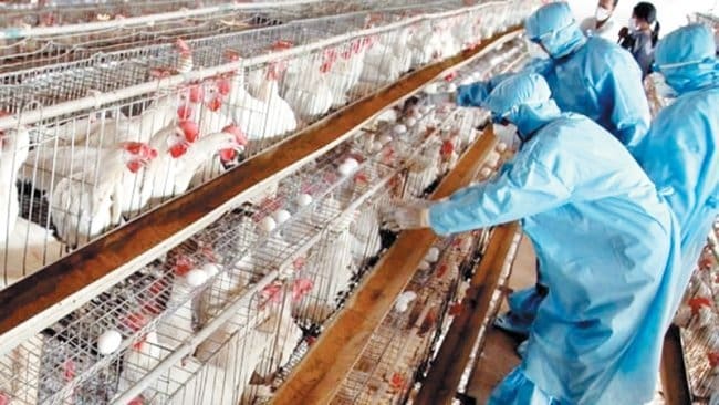 L’ONSSA explique la hausse des prix de la volaille et rassure les citoyens à propos de sa consommation