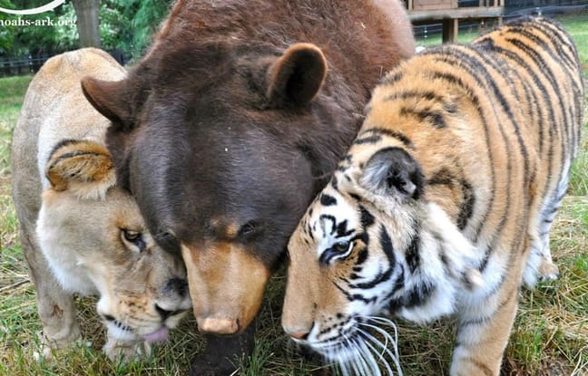 Une amitié spéciale entre un ours, un lion et un tigre (vidéo)