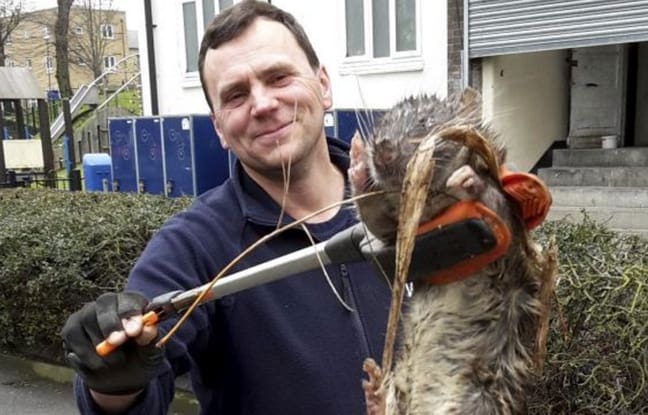 Londres: Un rat géant trouvé errant dans les rues londoniennes  (images)