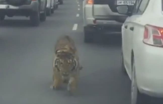 Doha: Un tigre a été vu marchant tranquillement entre des voitures (vidéo)