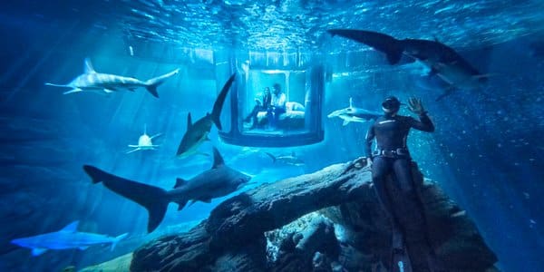 Airbnb: Passer une nuit dans un bassin de requins au coeur de l’aquarium, désormais possible à Paris, (vidéo)