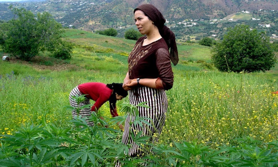 ONUDC: Le Maroc a réduit de 65pc les plantations de cannabis et saisi, en 2015, 235 tonnes de hachich