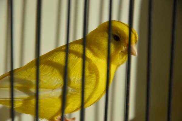 Il accuse son canari de planter du Cannabis