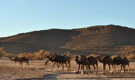 Figuig : Des dromadaires « fuient » l’Algérie pour le Maroc