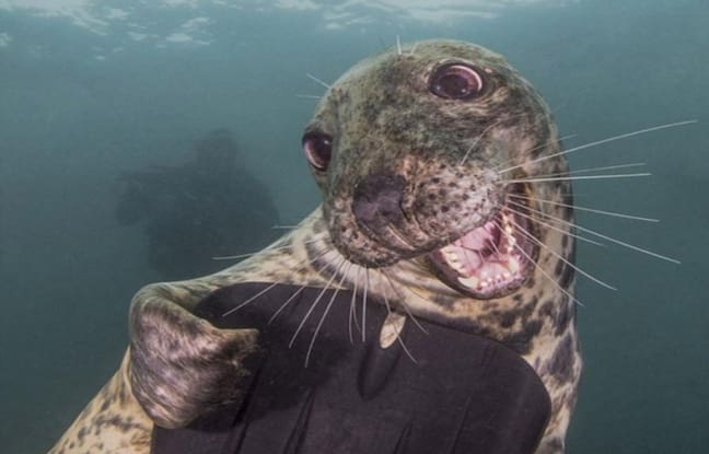 Nick Blake : Vainqueur de L’Underwater Photography grâce à un phoque