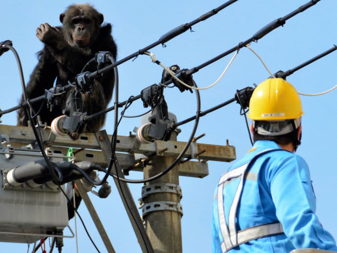Japon: Un chimpanzé s’échappe d’un zoo, une scène digne de King Kong (vidéo)