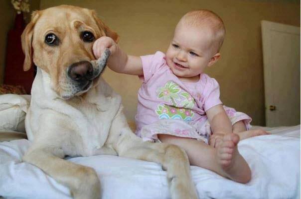 Ames sensibles s’abstenir : Des bébés, des chiens et des chats, ça donne ça….