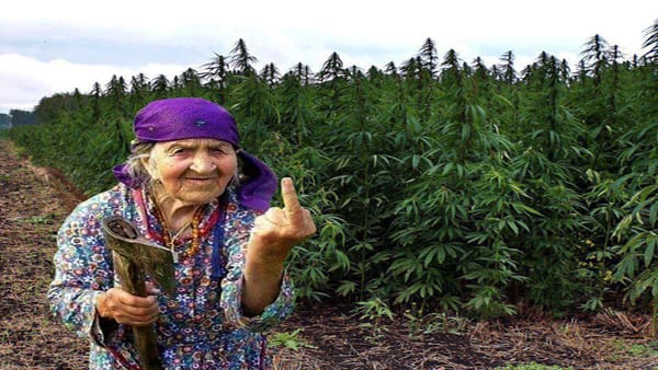Le Maroc réitére son engagement de lutter contre la production de la drogue