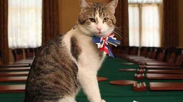 Au Royaume Uni, le ministère des affaires étrangères a embauché un chat