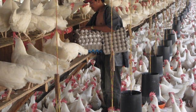 Ramadan : Les Marocains n’ont rien à craindre, la viande de volaille et les œufs seront largement disponibles