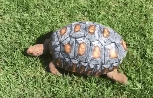 Première mondiale (Brésil) :  Une tortue reçoit une carapace produite entièrement grâce à l’impression 3D (vidéo)
