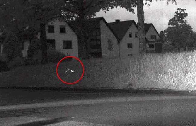 Allemagne: Un perroquet flashé à plus de 30km/h par un radar