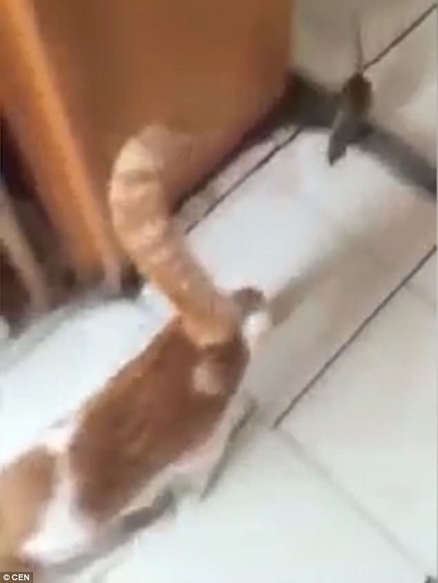 La souris qui chasse le chat ou le monde à l’envers
