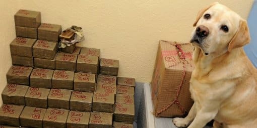 France: Un espagnol recouvre son cannabis de poivre et cannelle pour tromper le flair des chiens douaniers