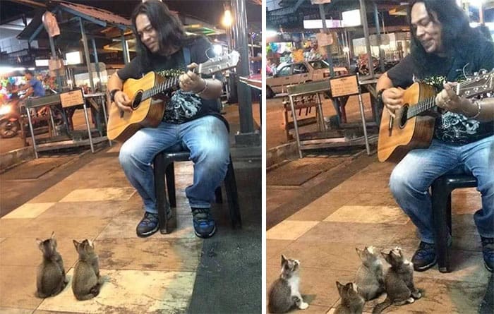 Malaisie: Il chante devant un public composé de …. chatons