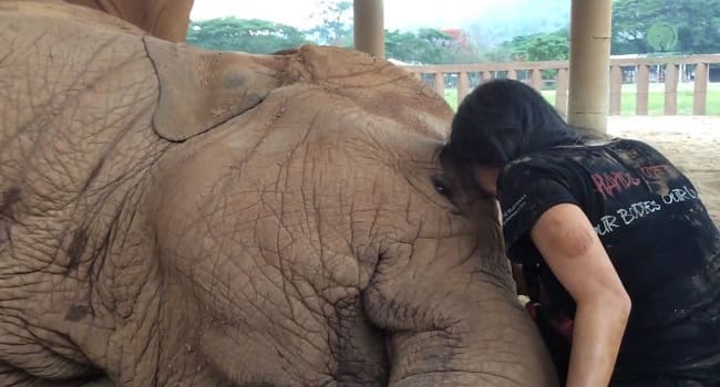 Un éléphant s’endort en écoutant une berceuse