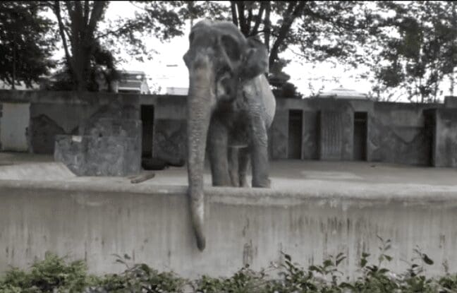 Hanako, «l’éléphant le plus triste du monde» s’est éteint, les internautes lui rendent hommage