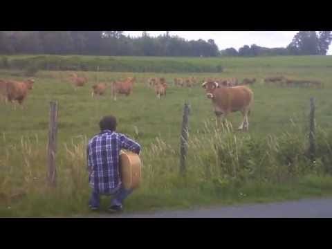 Phénomène étrange : Des vaches hypnotisées par la musique…