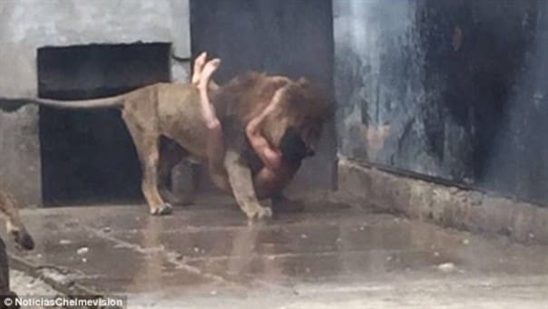 Zoo Chili: Il se jette dans la fosse au lion,  en sort indemne et les lions sont abattus (vidéo)