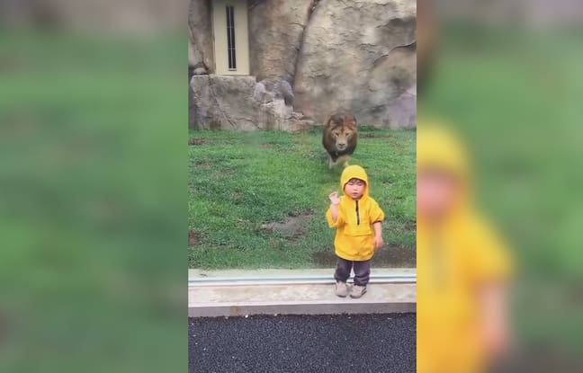 Japon: Un lion s’apprête à attaquer un enfant