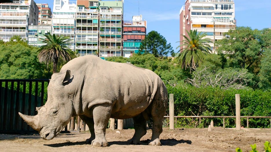 Après 128 années d’activités, le zoo de Buenos Aires fermera ses portes et relâchera 1500 animaux
