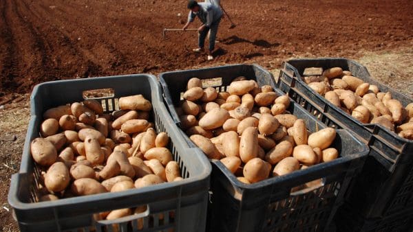 Algérie : des patates pourries hors de prix