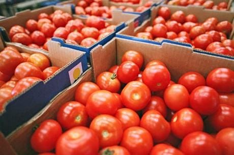 Espagne : La tomate marocaine fait grincer des dents