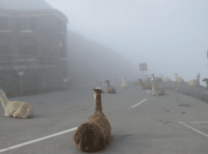 Tour de France: Des lamas attendent patiemment les coureurs (photos)