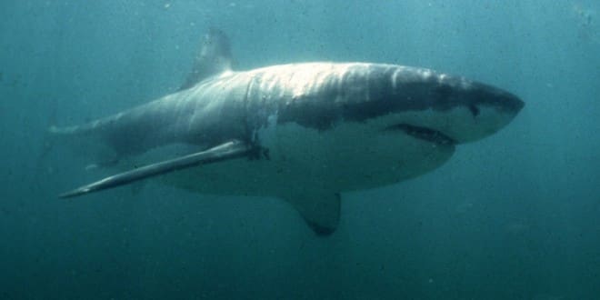 Nord du Maroc: L’apparition de requins crée la panique sur les plages (vidéo)